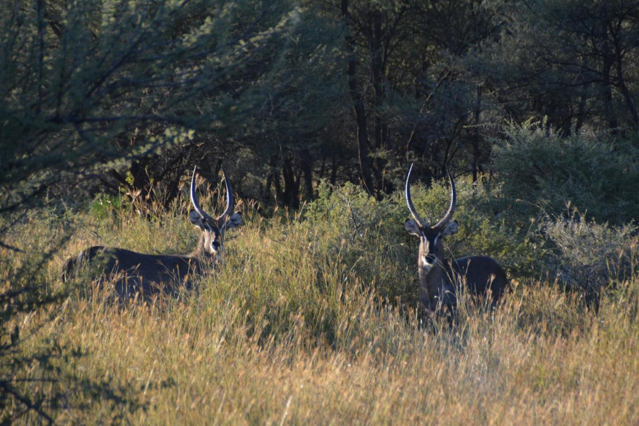 Gabus Game Ranch Otavi Exterior foto