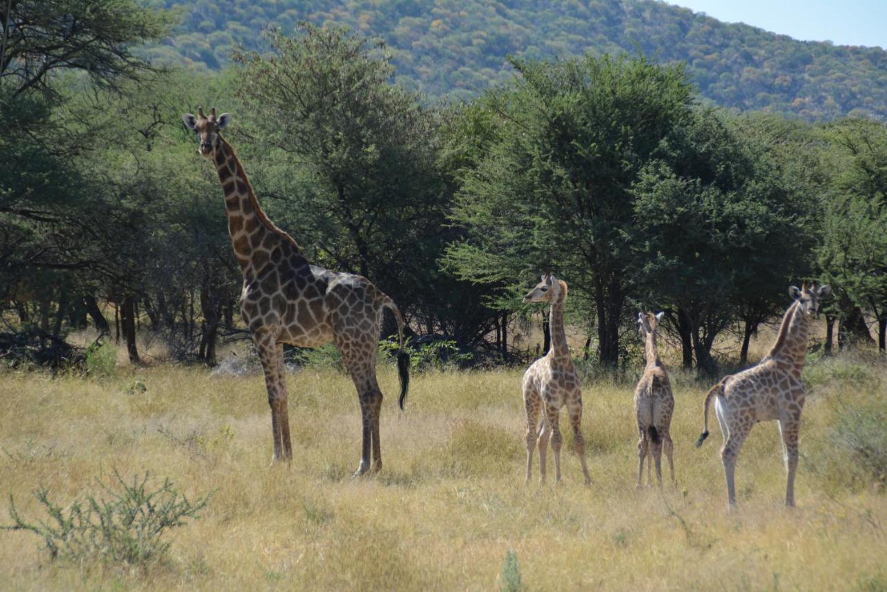 Gabus Game Ranch Otavi Exterior foto