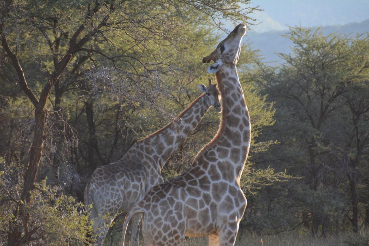 Gabus Game Ranch Otavi Exterior foto